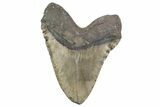 Huge, Fossil Megalodon Tooth - North Carolina #381347-2